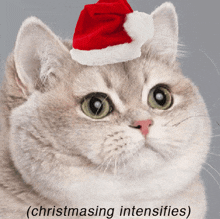 a cat wearing a santa hat with the words ( christmasing intensifies ) written below it