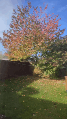 a tree with red leaves is in the backyard of a house