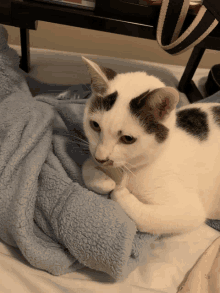 a white cat laying on a blue blanket on a bed