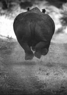 a black and white photo of a rhino running down a dirt path