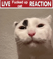 a picture of a cat under a sign that says live fucked up cat reaction