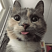 a close up of a cat with its tongue hanging out