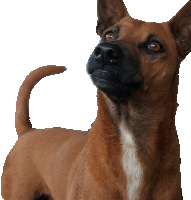 a brown dog with a white stripe on its chest is looking up