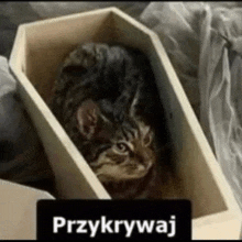 a cat is laying in a wooden coffin with the word przykrywaj written on the bottom .