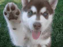 a husky puppy with its tongue hanging out giving a paw