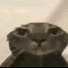 a close up of a cat 's face with a blurred background .