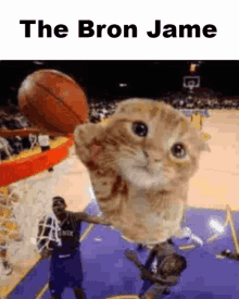 a cat is holding a basketball in its mouth while a basketball player dunks it