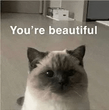 a cat is sitting on the floor with the words `` you 're beautiful '' above it .