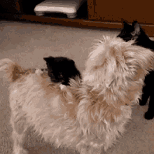 a dog and a black cat are standing next to each other .