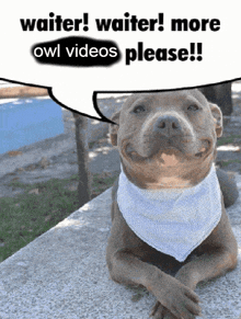 a dog wearing a bandana is laying down with a speech bubble that says " waiter waiter more owl videos please "