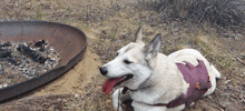 a dog wearing a purple harness is laying in the dirt next to a fire pit