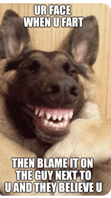 a german shepherd is making a funny face with a caption that says ur face when u fart