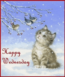 a happy wednesday card with a cat and birds in the snow