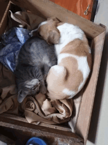 a puppy and a kitten are sleeping in a wooden box