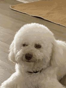 a small white poodle laying on a wooden floor