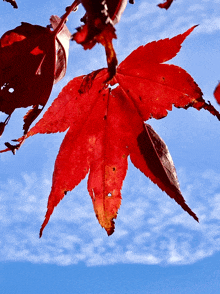 a red leaf is hanging from a tree branch