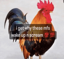 a picture of a rooster with the caption i get why these mfs wake up n scream 100 100