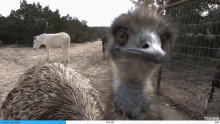 an ostrich is standing in front of a fence with a horse in the background and a sign that says animal sanctuary