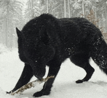 a black wolf is walking through the snow holding a stick in its mouth .