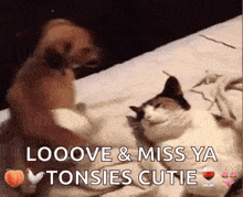 a dog and a cat are laying on a bed and the dog says looove & miss ya tonsies cutie .