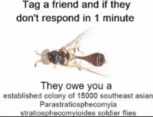 a picture of a fly that says tag a friend and if they don 't respond in 1 minute they owe you a