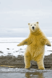 a polar bear is standing on its hind legs on a beach