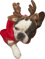 a dog wearing a reindeer headband and a red dress