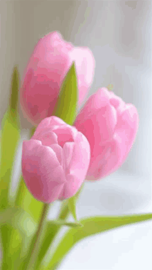 a close up of three pink tulips with green leaves against a white background .