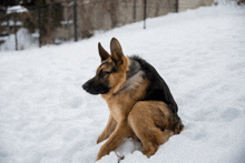 a german shepherd laying in the snow looking at something