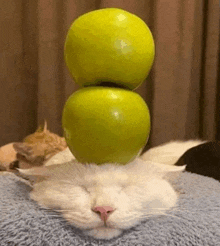 a white cat is sleeping with two green apples stacked on top of it 's head .