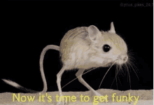 a small mouse is walking on a sandy surface with the words `` now it 's time to get funky '' next to it .