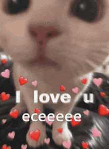 a cat is surrounded by hearts and says i love u eceeee