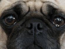 a close up of a pug dog 's face looking at the camera .