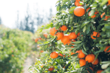 a bunch of oranges hanging on a tree with green leaves