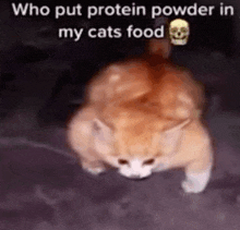 a cat is walking on the ground with a skull on its head and the words `` who put protein powder in my cats food '' .