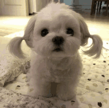 a small white dog with pigtails on its ears is standing on a blanket on the floor .