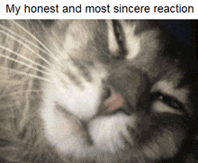 a close up of a cat with the words my honest and most sincere reaction below it