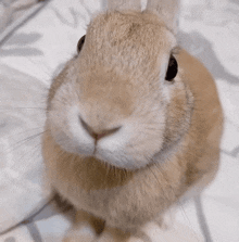 a close up of a rabbit 's face looking up at the camera