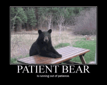 a black bear sitting on a picnic table with a poster that says patient bear