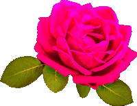 a pink rose with green leaves is against a white background