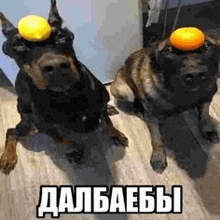 two dogs with oranges on their heads are sitting next to each other on the floor .