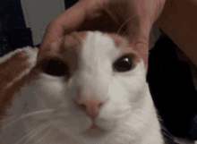 a close up of a person petting a white and orange cat