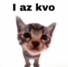 a cat standing in front of a white background with the words i az kvo above it