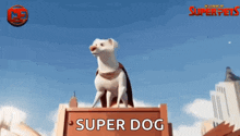 a white dog wearing a cape is sitting on top of a wooden sign that says super dog .