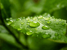 a close up of a green leaf with water drops