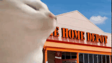 a cat is standing in front of the home depot building .