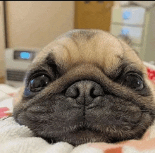 a close up of a pug dog laying on a bed