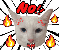 a white cat with flames around it and the word no behind it