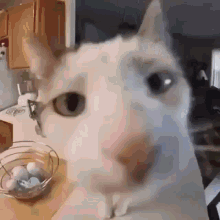 a close up of a white cat looking at the camera while sitting on a table next to a bowl of eggs .