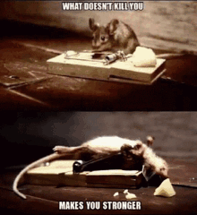 a picture of a mouse in a mousetrap and a picture of a dead mouse